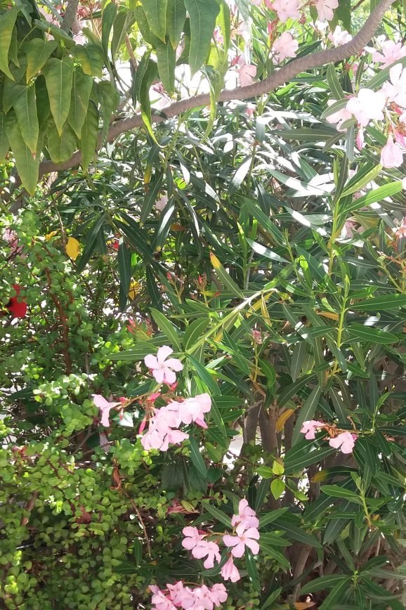 From Magda Olchawska private archive.