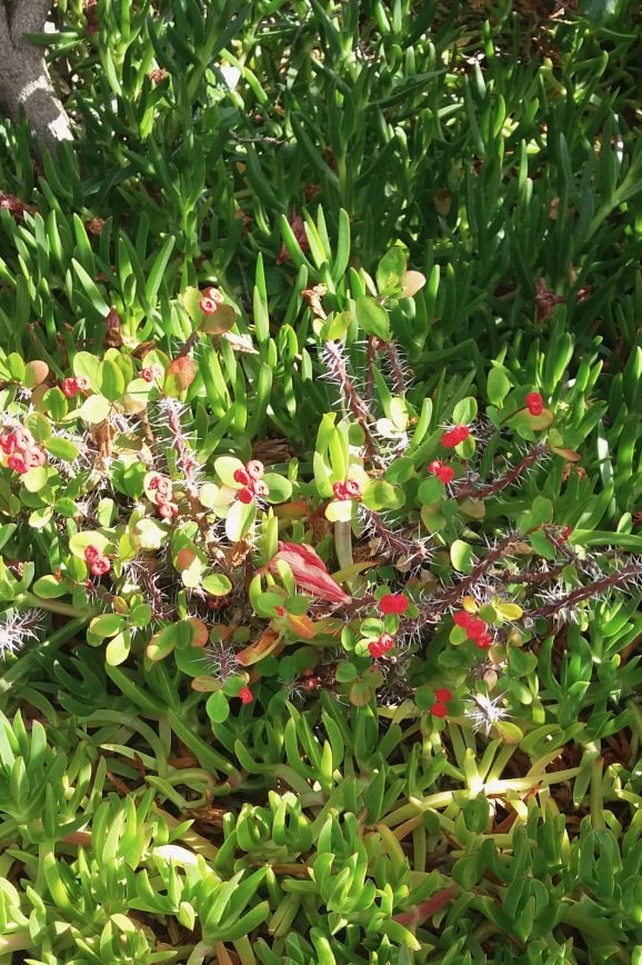 From Magda Olchawska private archive.