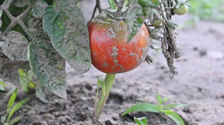 Magda Olchawska private archive.