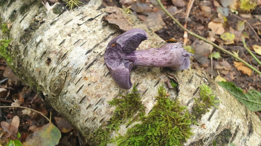 From Magda Olchawska's private collection.